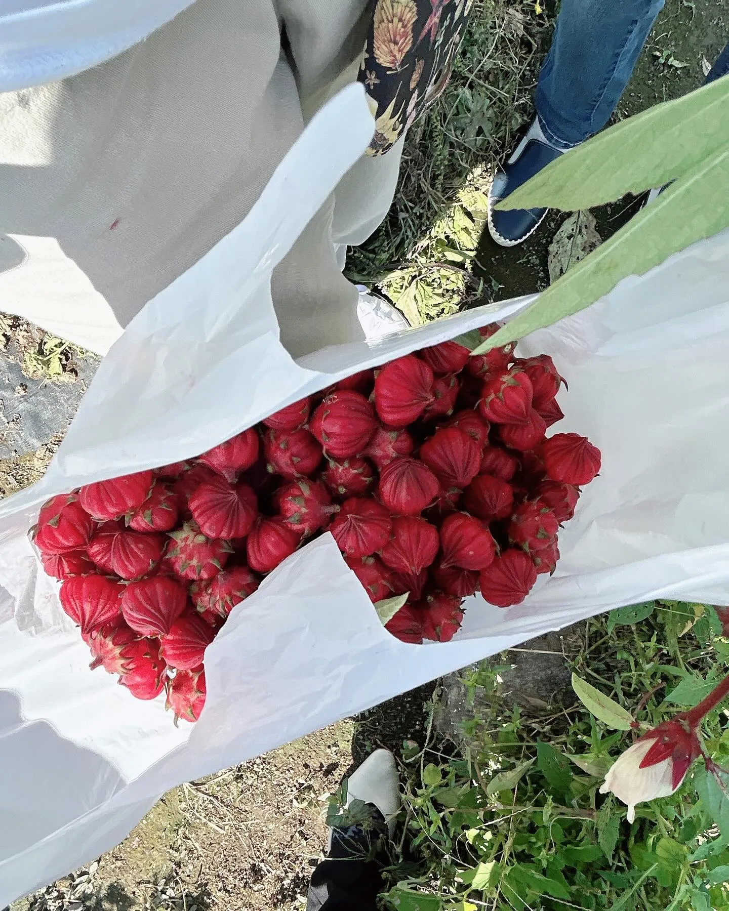 ハイビスカス🌺ローゼル収穫