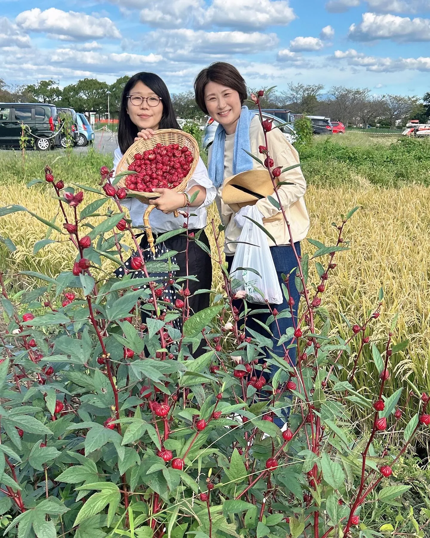 ハイビスカス🌺ローゼル収穫