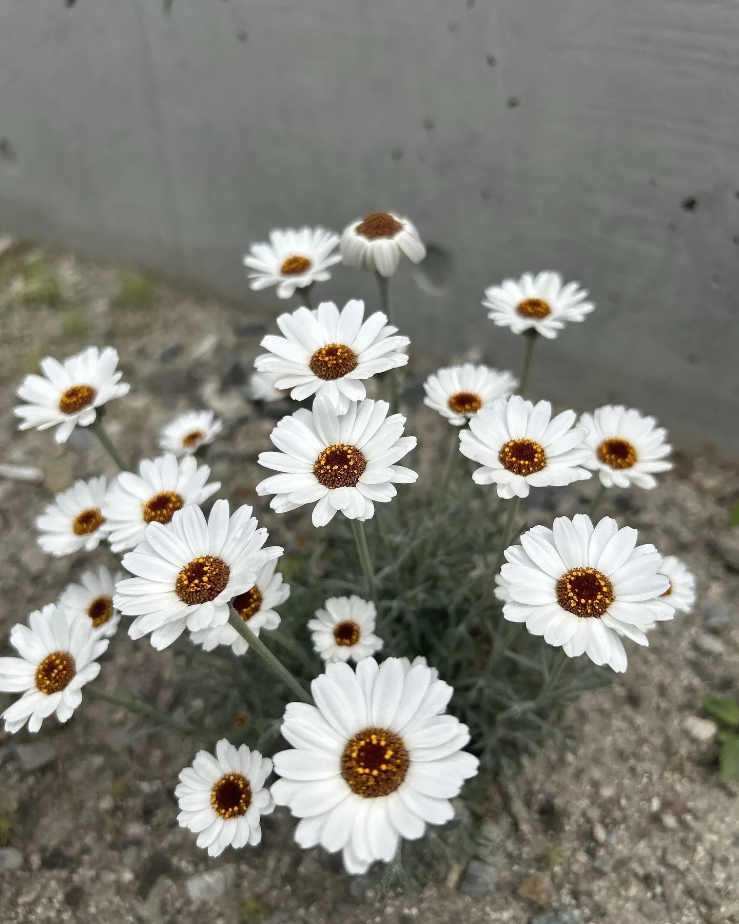 KACセラピストフォローコース