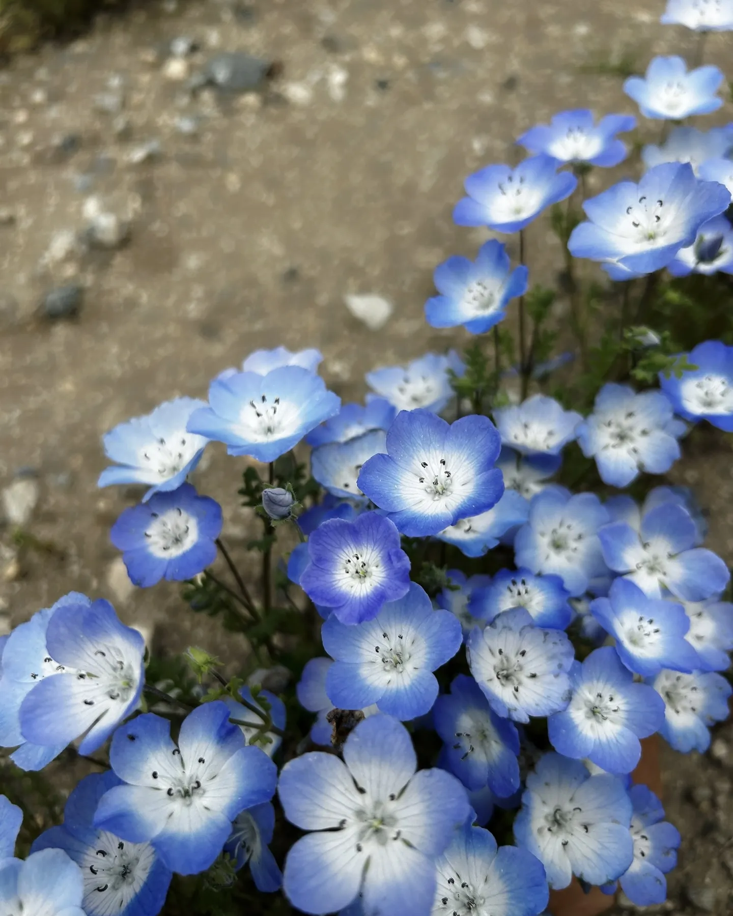 KACセラピストフォローコース