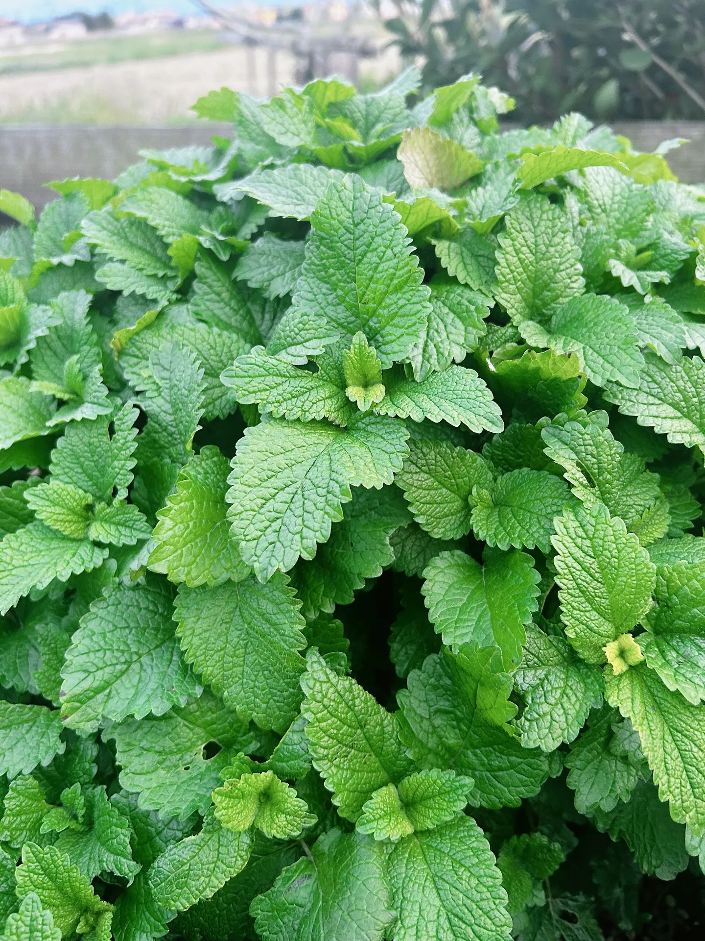 𝗡𝗔𝗥𝗗 𝗝𝗔𝗣𝗔𝗡アロマインストラクター開講中