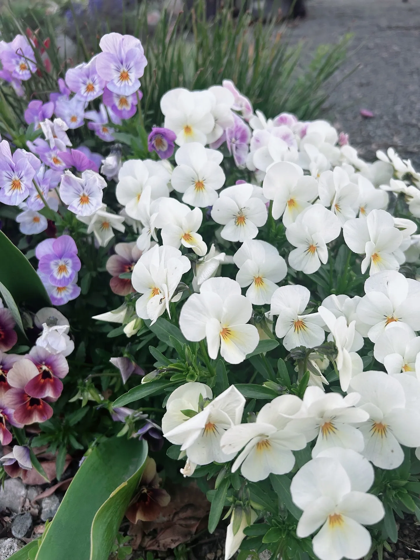 𝗡𝗔𝗥𝗗 𝗝𝗔𝗣𝗔𝗡アロマインストラクター開講中