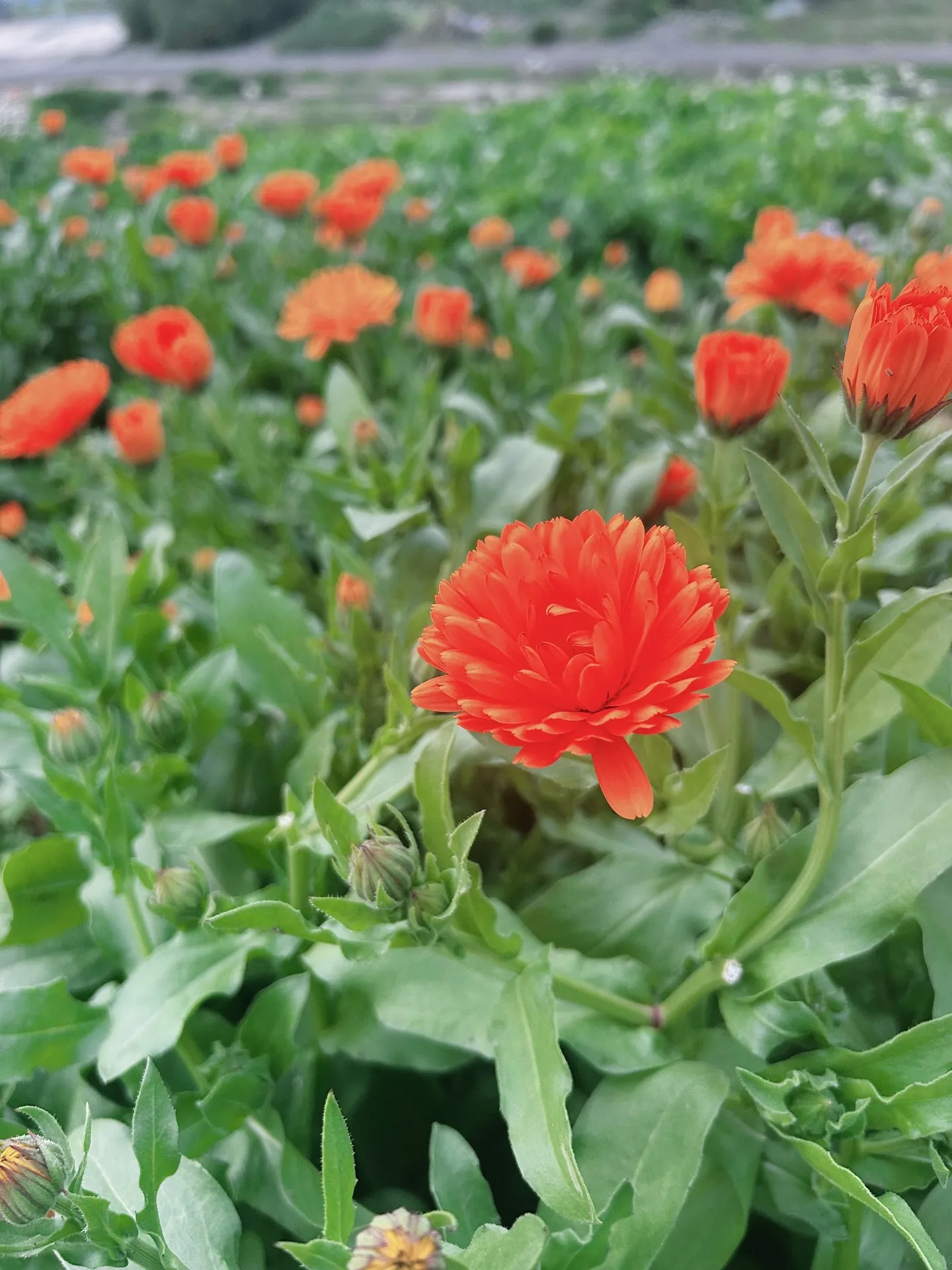 𝗡𝗔𝗥𝗗 𝗝𝗔𝗣𝗔𝗡アロマインストラクター開講中