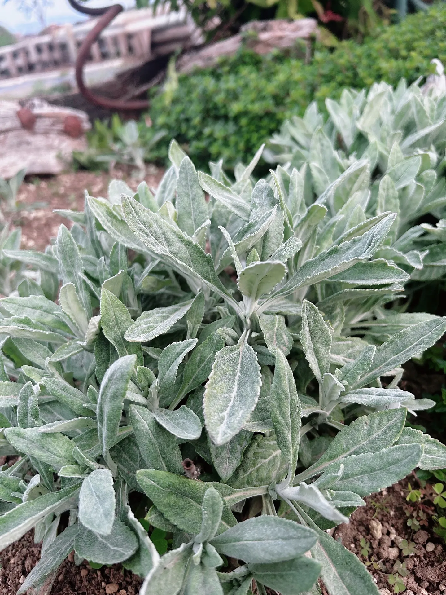 𝗡𝗔𝗥𝗗 𝗝𝗔𝗣𝗔𝗡アロマインストラクター開講中