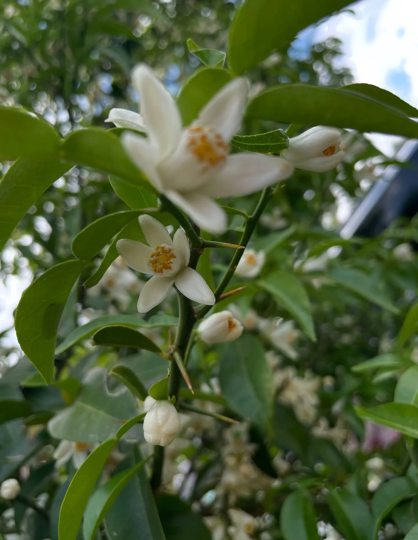 山梨ナード農場研修