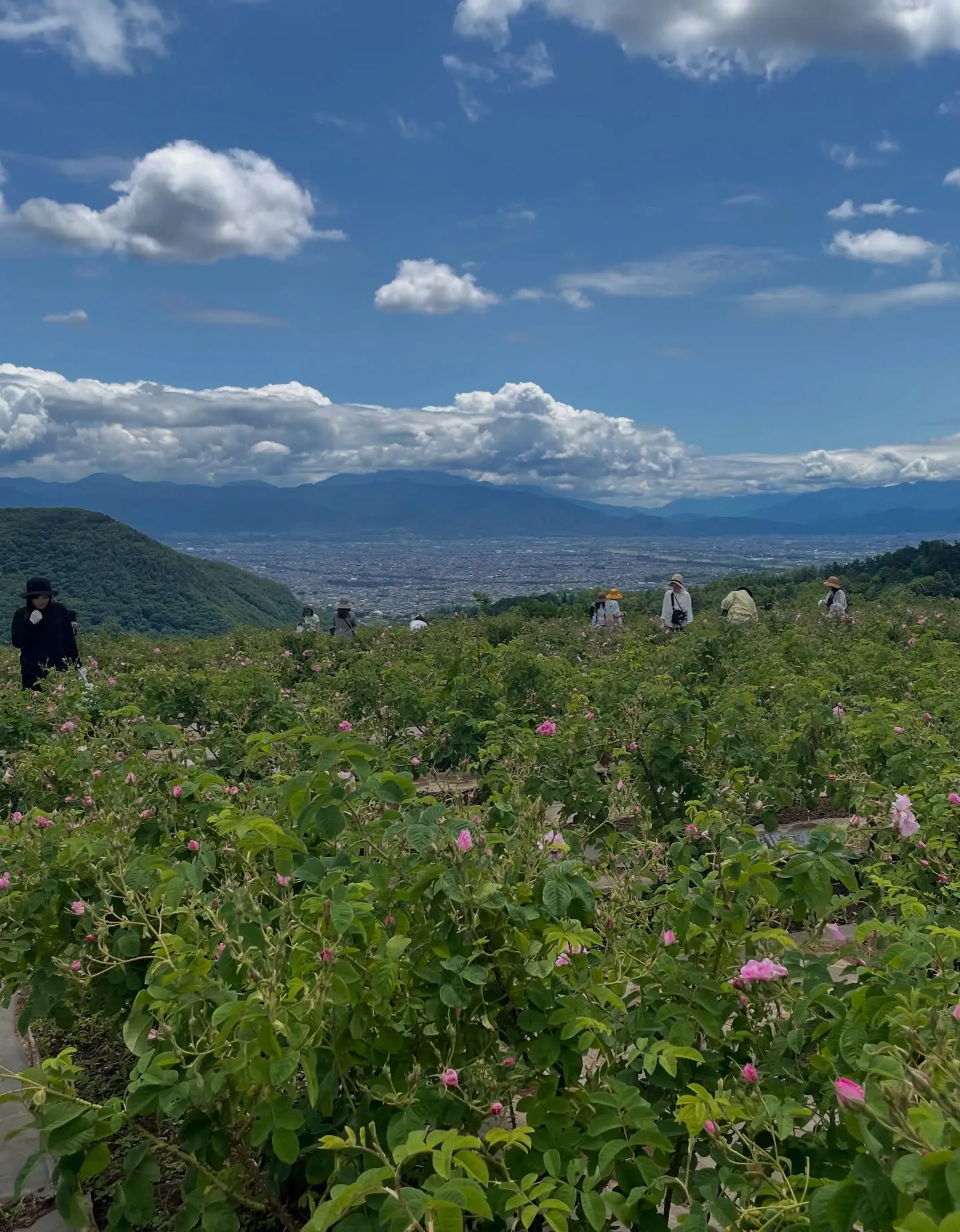 山梨ナード農場研修