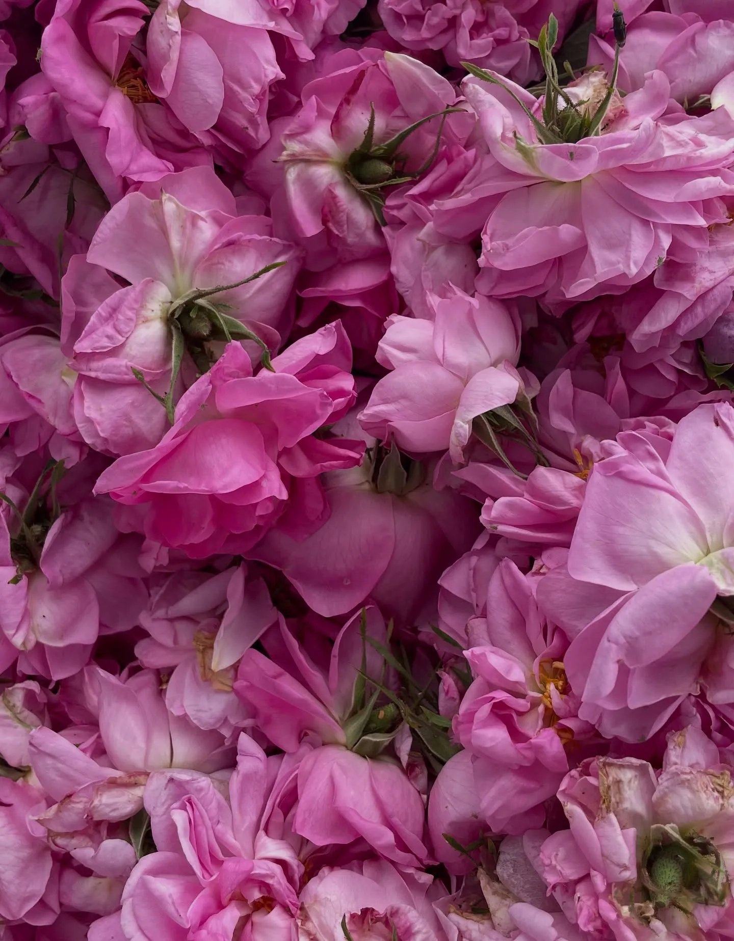 山梨ナード農場研修