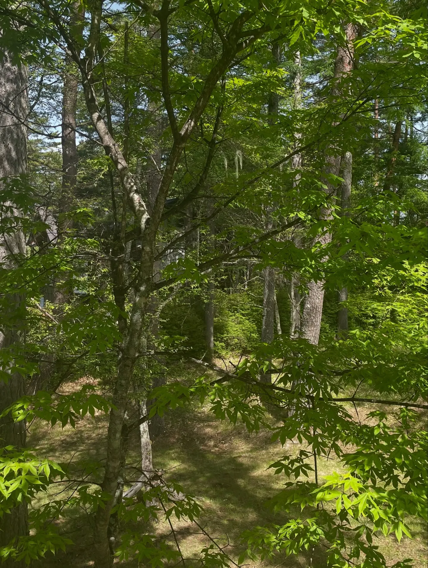 山梨→長野蓼科へ