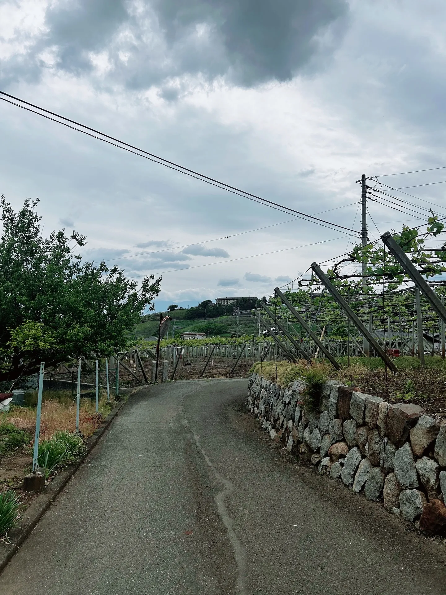 ワイン🍷とアロマテラピー