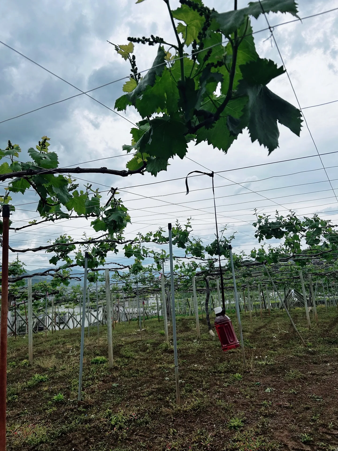 ワイン🍷とアロマテラピー