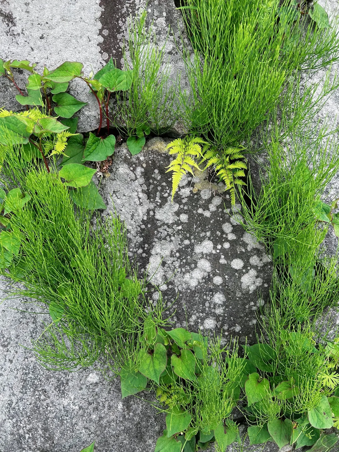 ワイン🍷とアロマテラピー