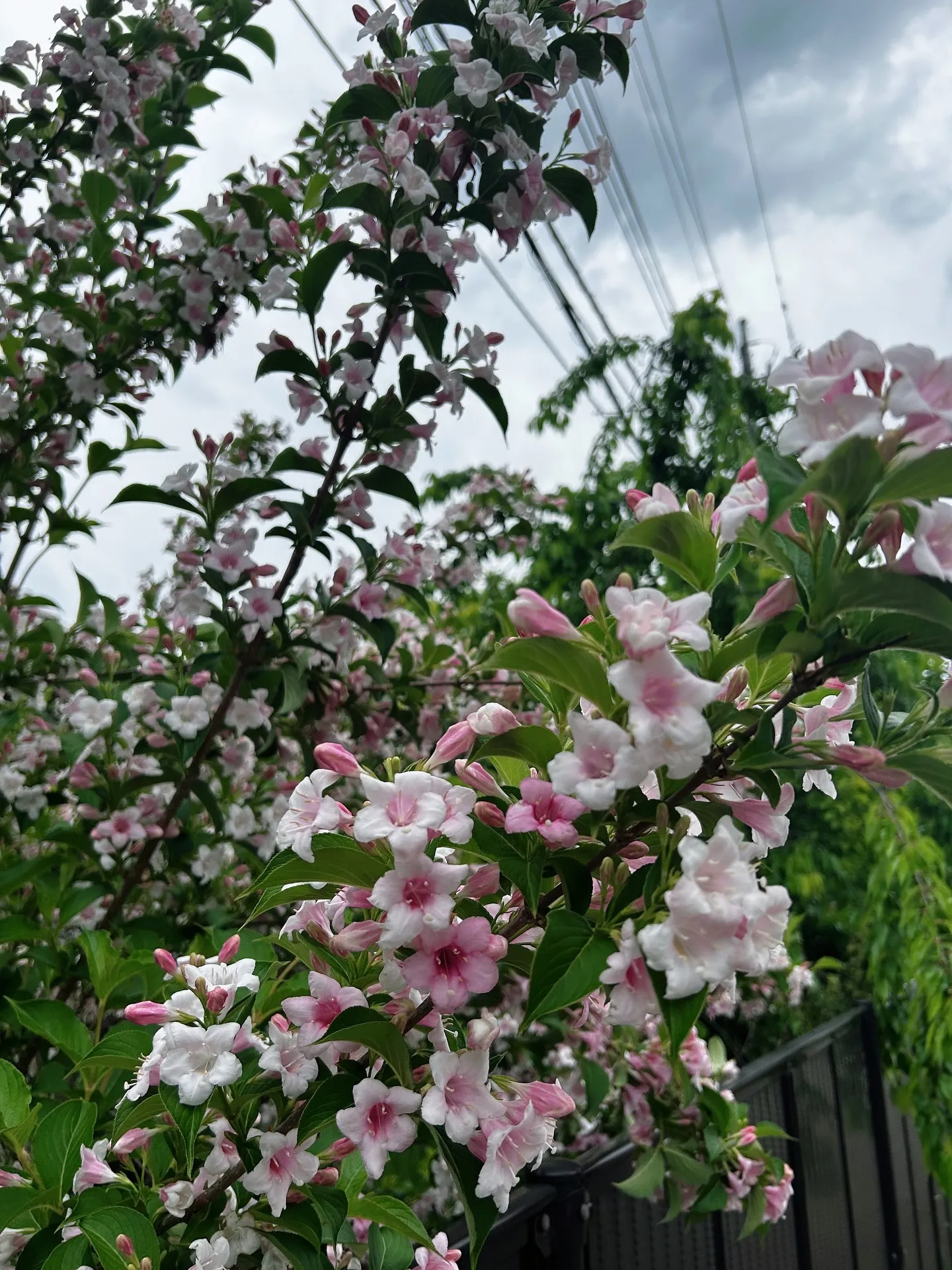ワイン🍷とアロマテラピー