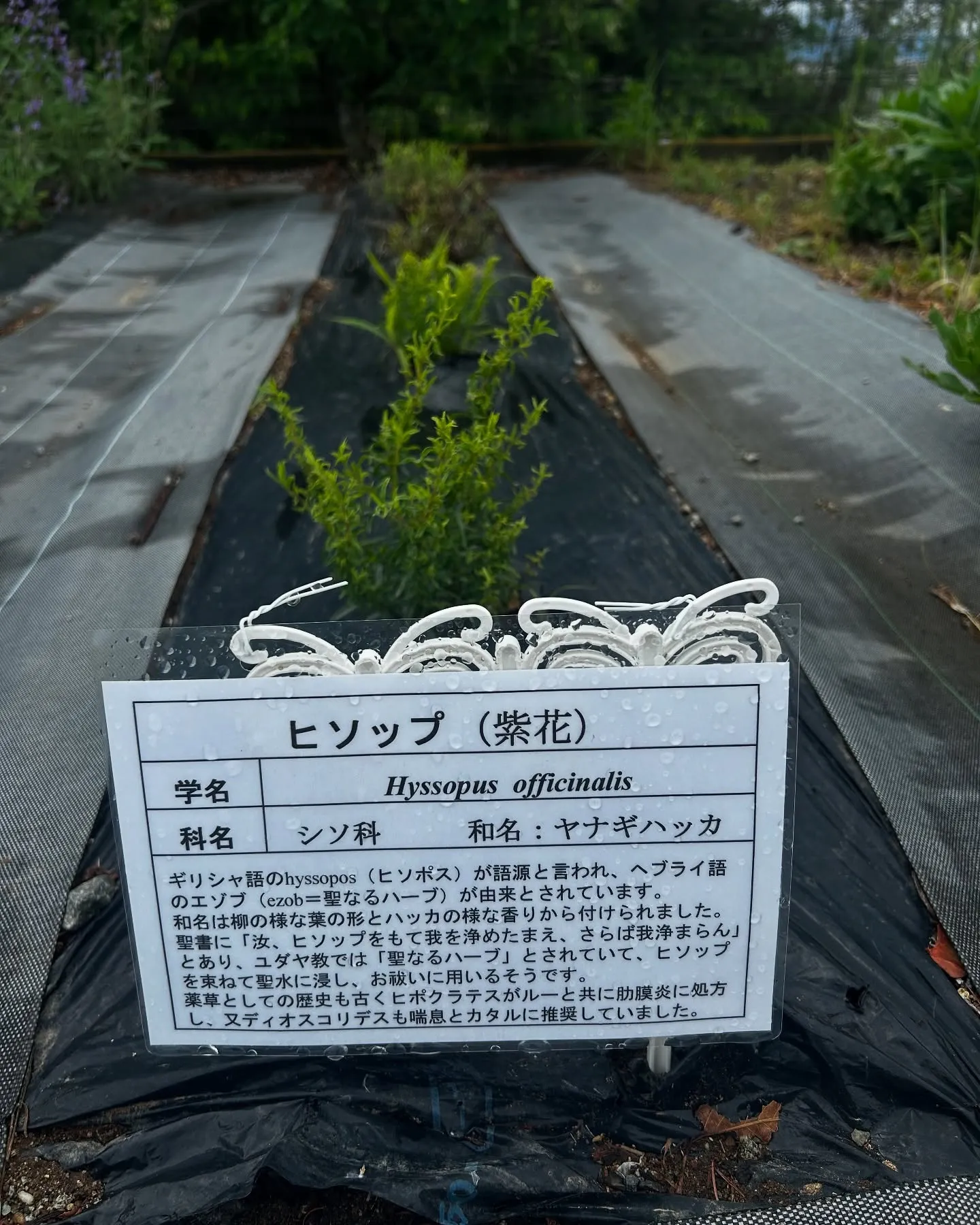 2025.NARD JAPAN農場研修