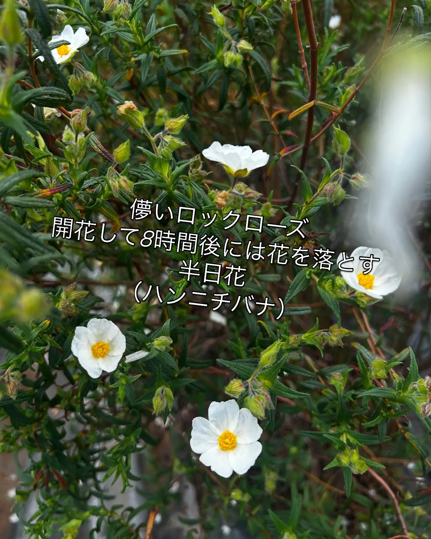 2025.NARD JAPAN農場研修