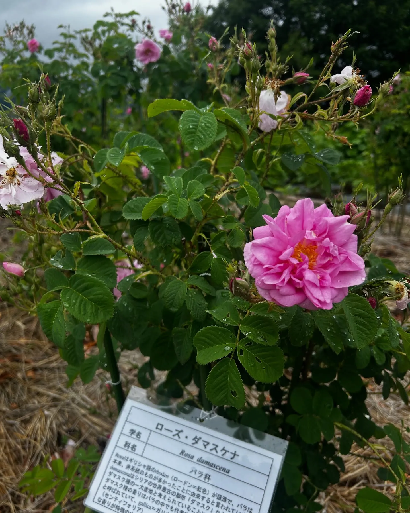 2025.NARD JAPAN農場研修