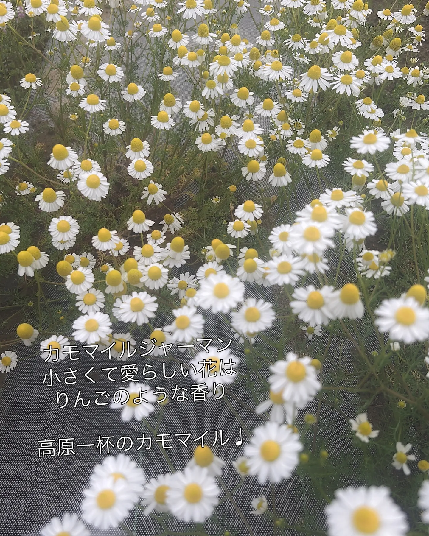 2025.NARD JAPAN農場研修