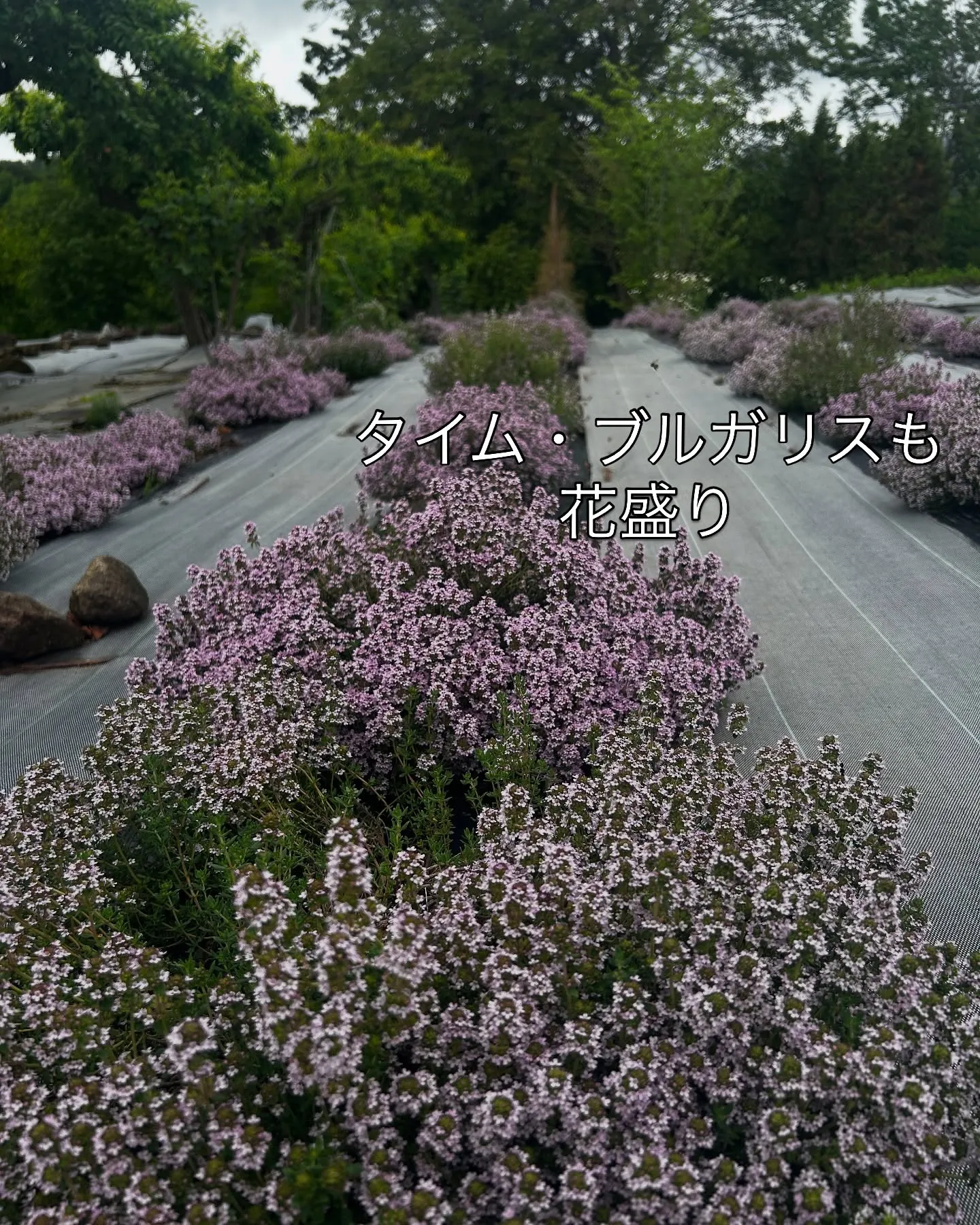 2025.NARD JAPAN農場研修