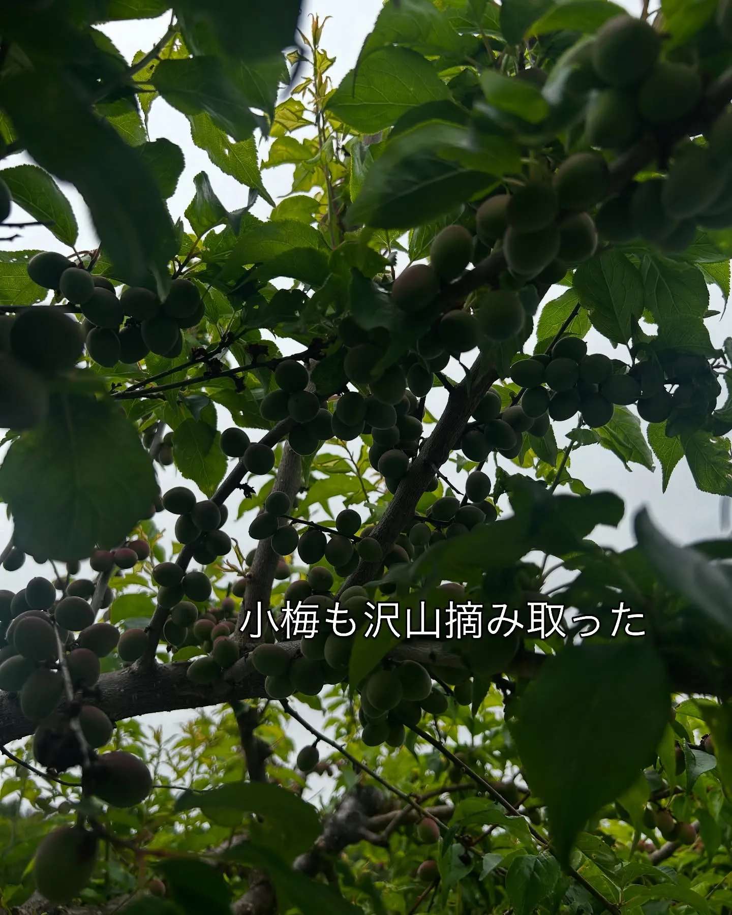 2025.NARD JAPAN農場研修