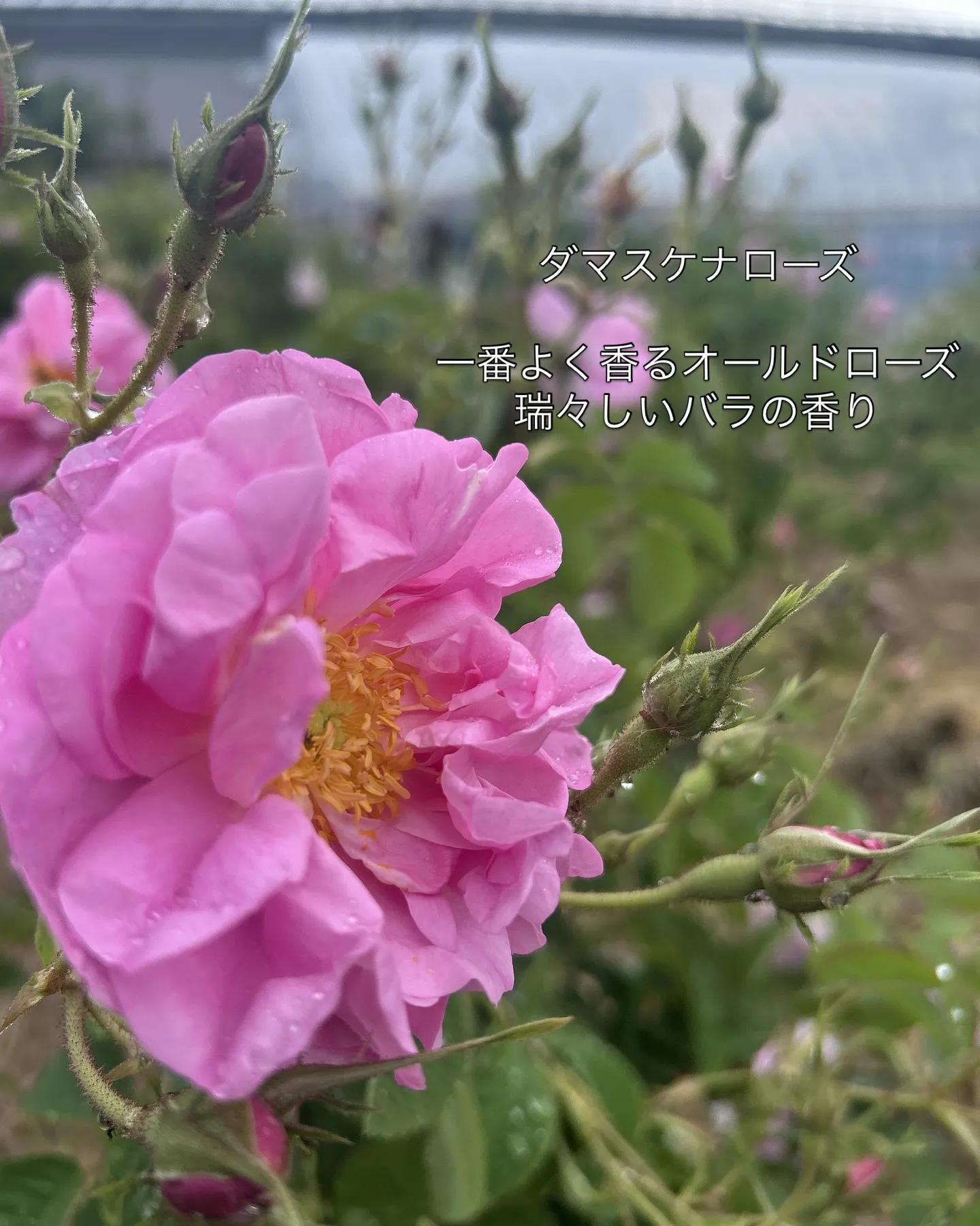 2025.NARD JAPAN農場研修