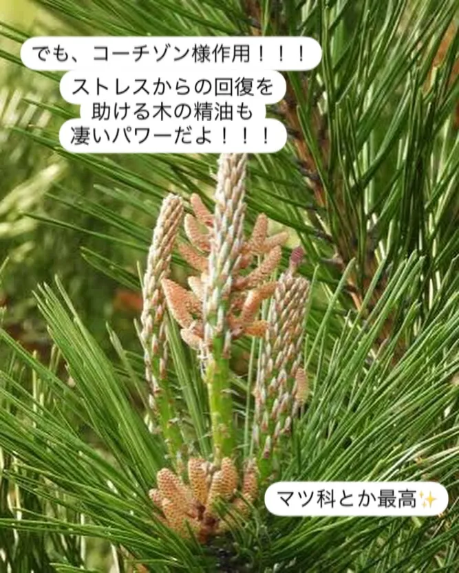 アロマ・インストラクターレッスン