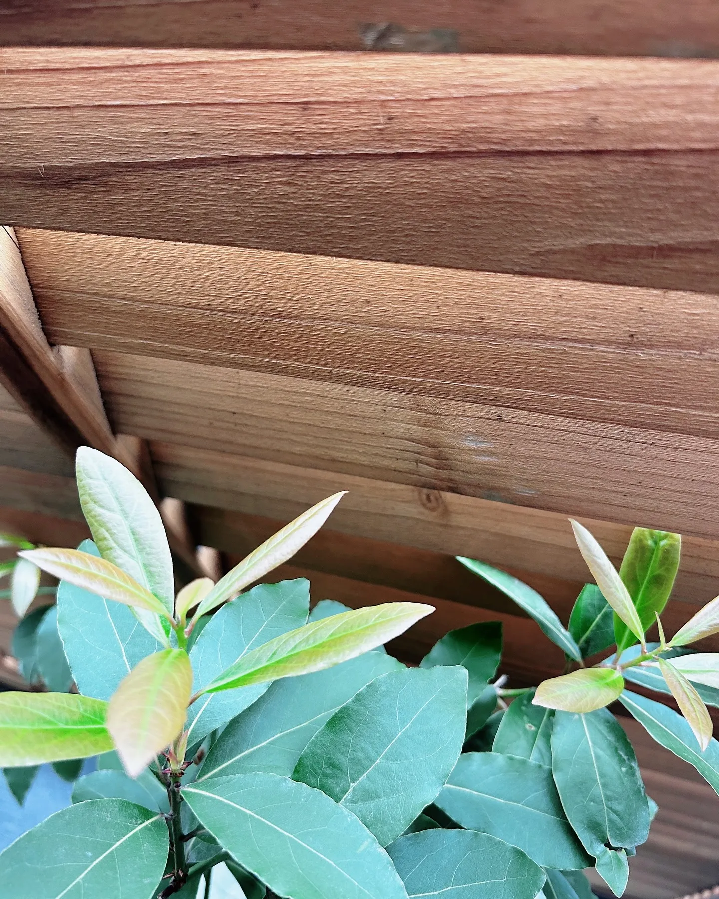 本日、明日はサロンday