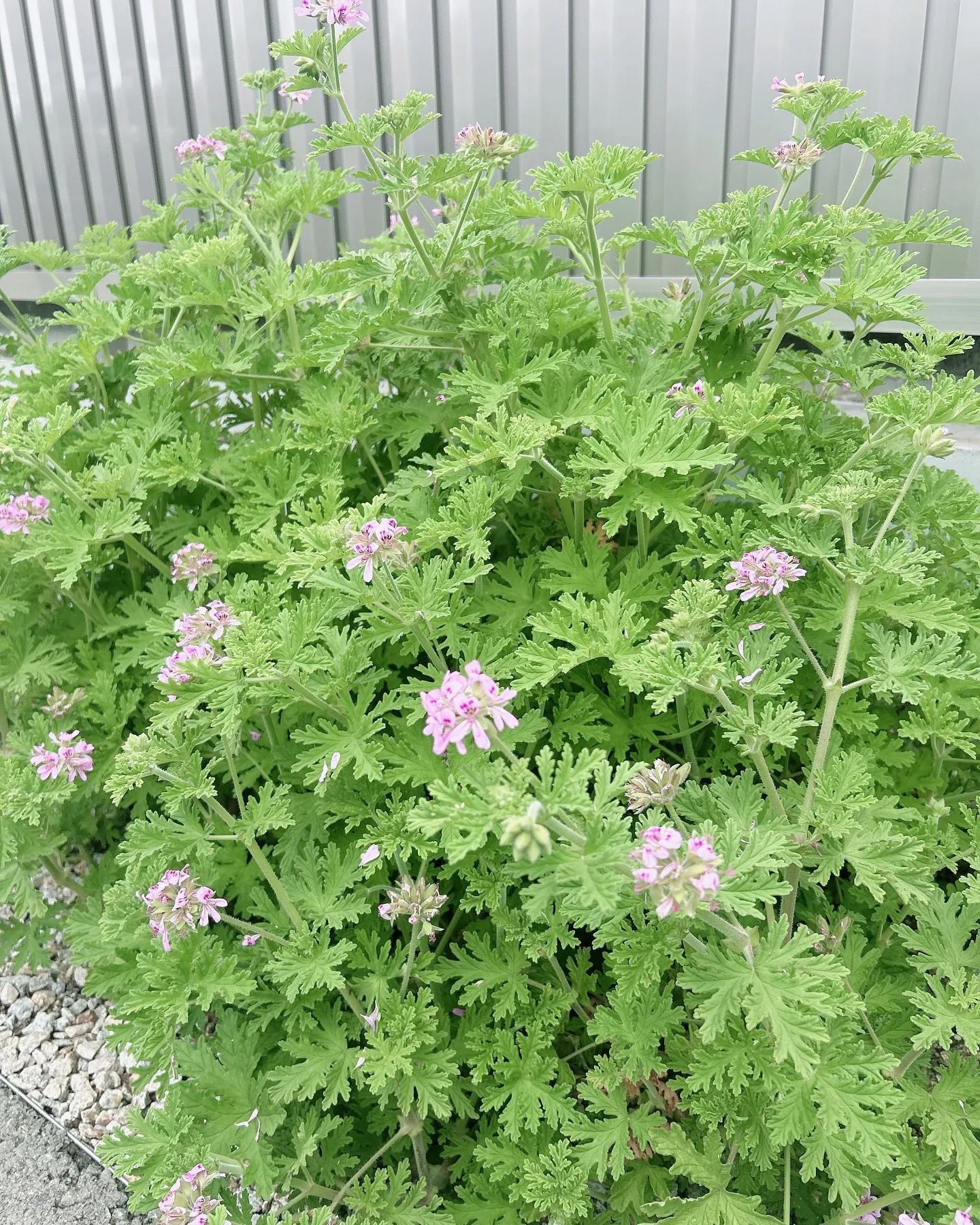 KACリンパドレナージュ卒後フォローコース