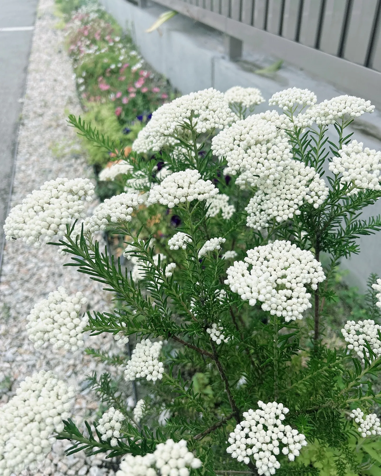 KACリンパドレナージュ卒後フォローコース