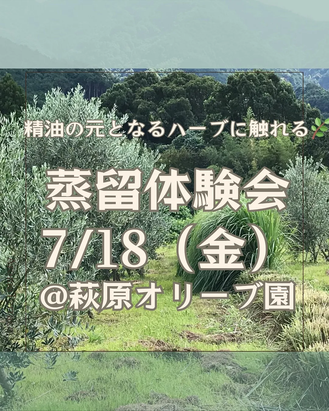 夏のイベントのご案内