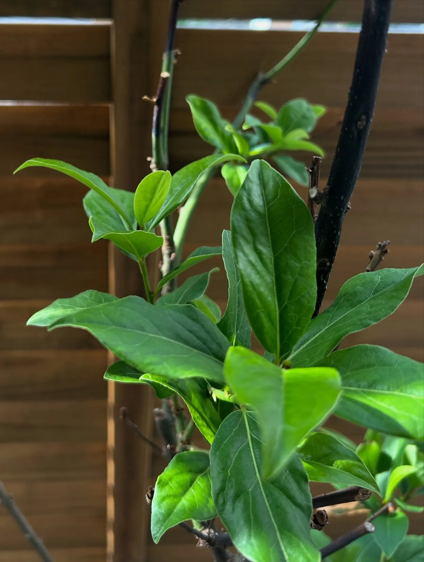 ———————————————————