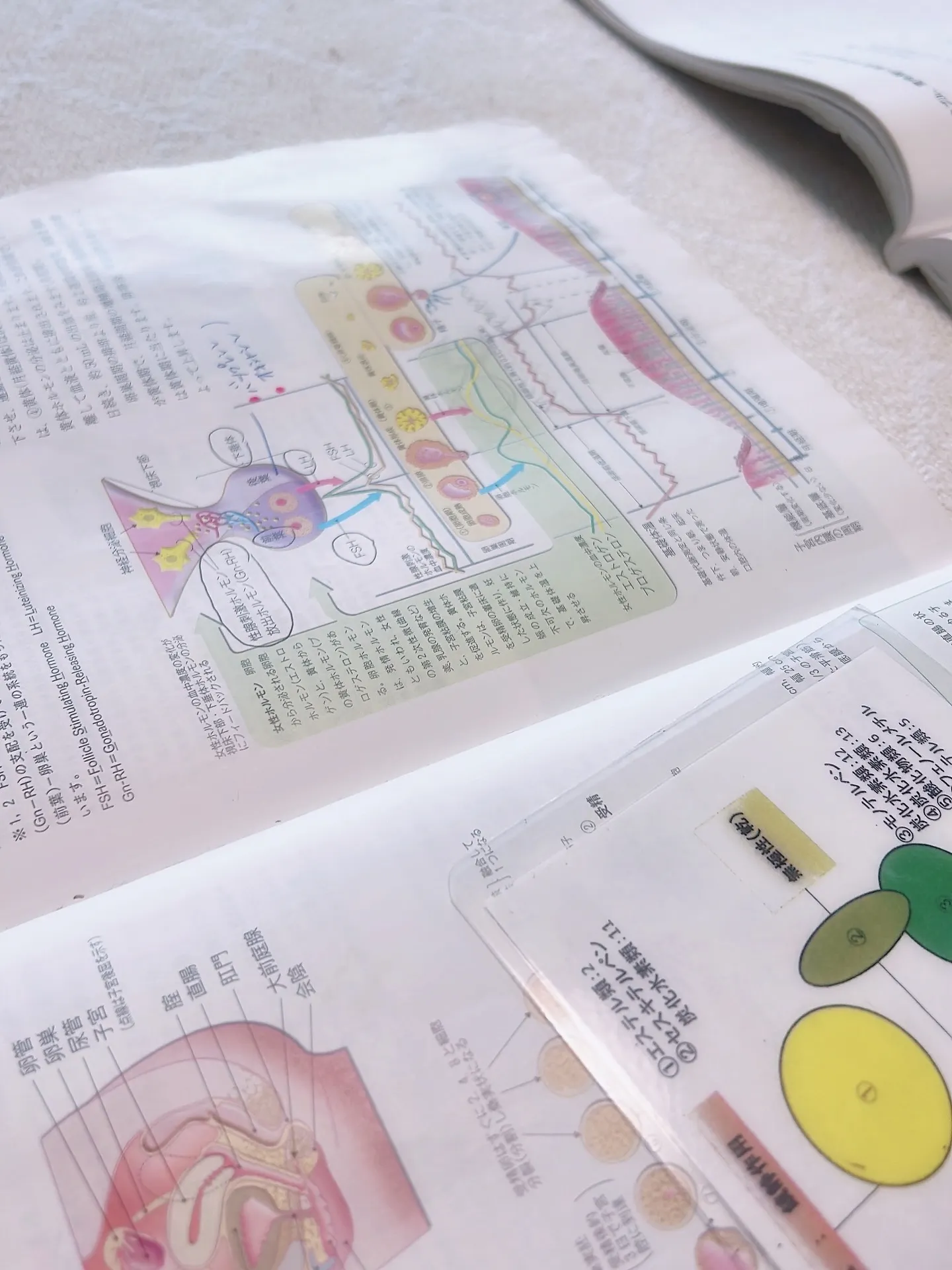 ナードジャパン