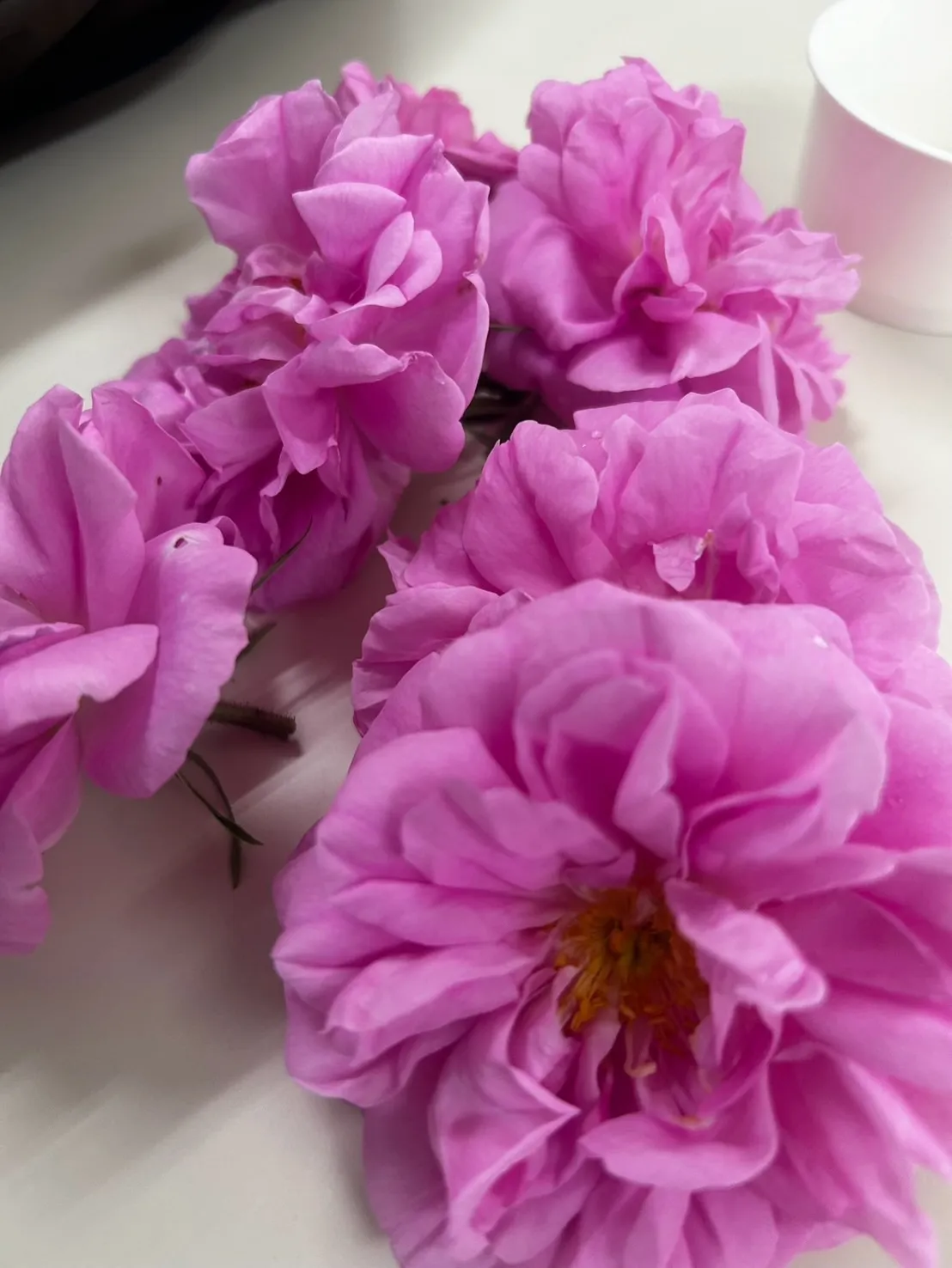 𝟮𝟬𝟮𝟱年秋🍂