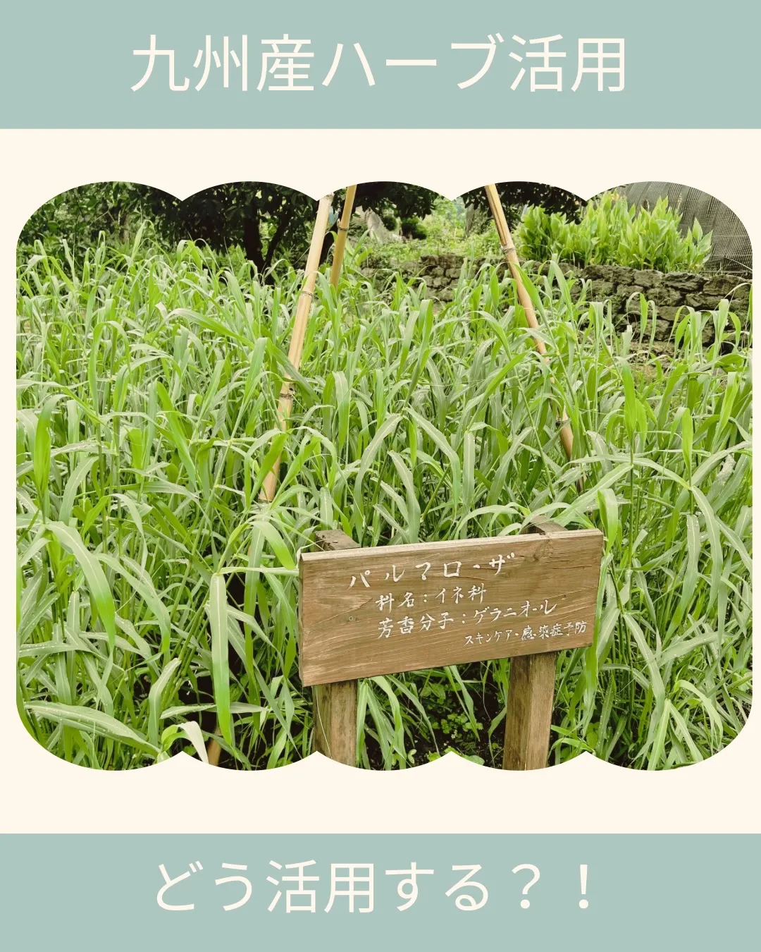 セミナーのご案内