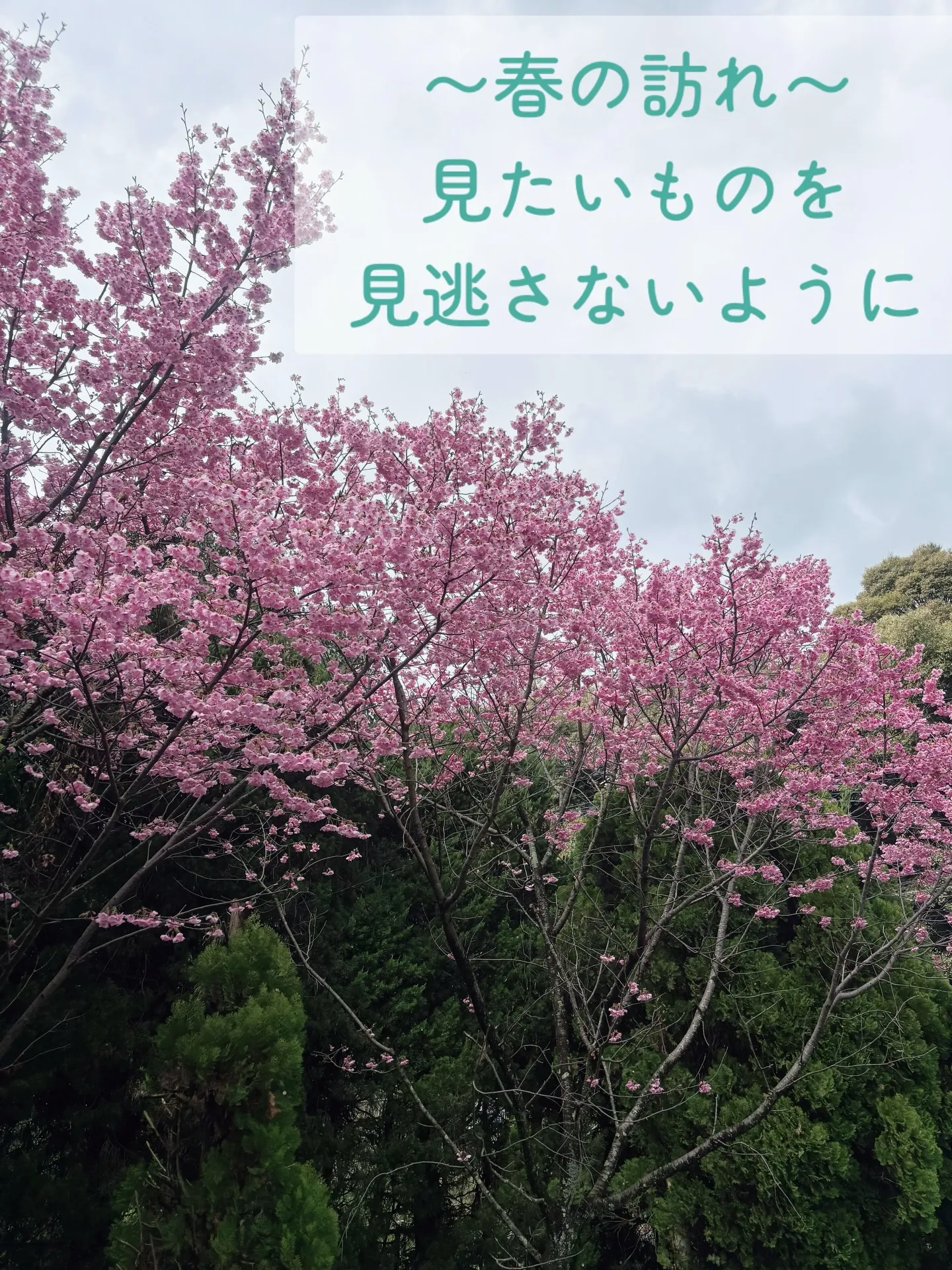 春のお散歩