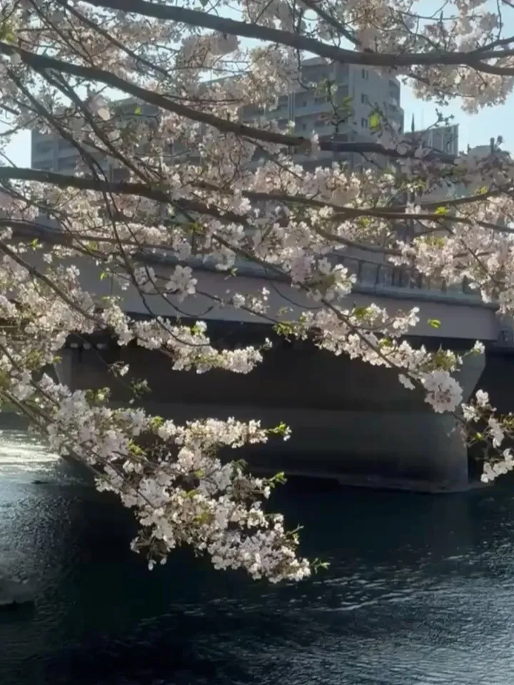 𝟮𝟬𝟮𝟲..𝟰月